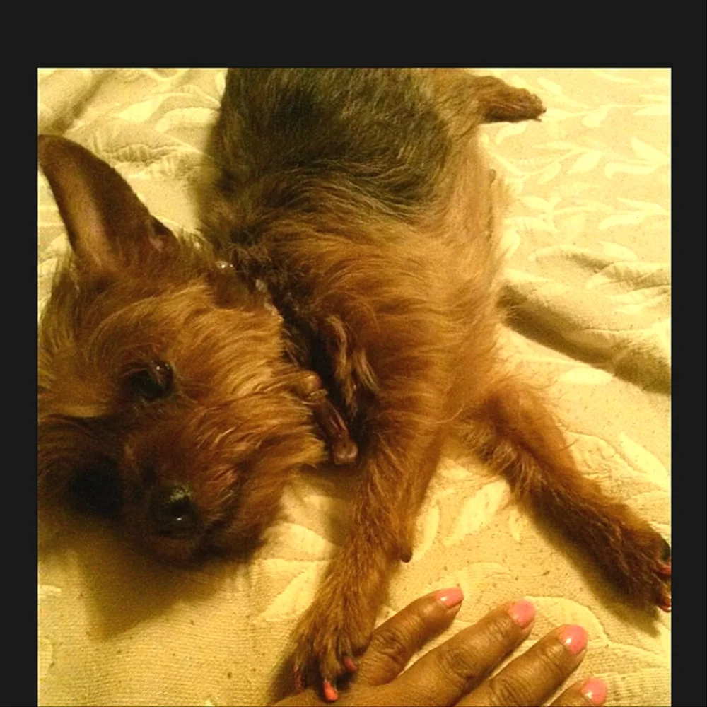 Dogs/Cats Quick Dry One Coat Red Pawriffic Nail Glam